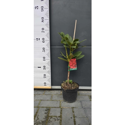 Różanecznik na pniu Rhododendron 
